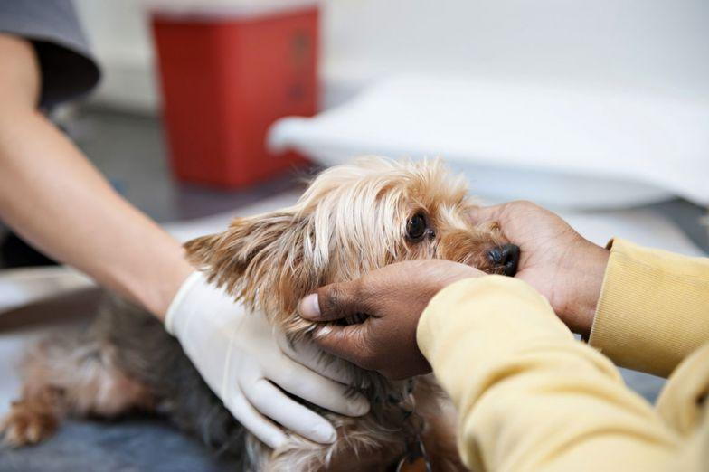 Caring for you dog after surgery