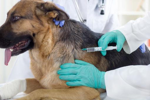 The Importance of Vaccinating Your Pets