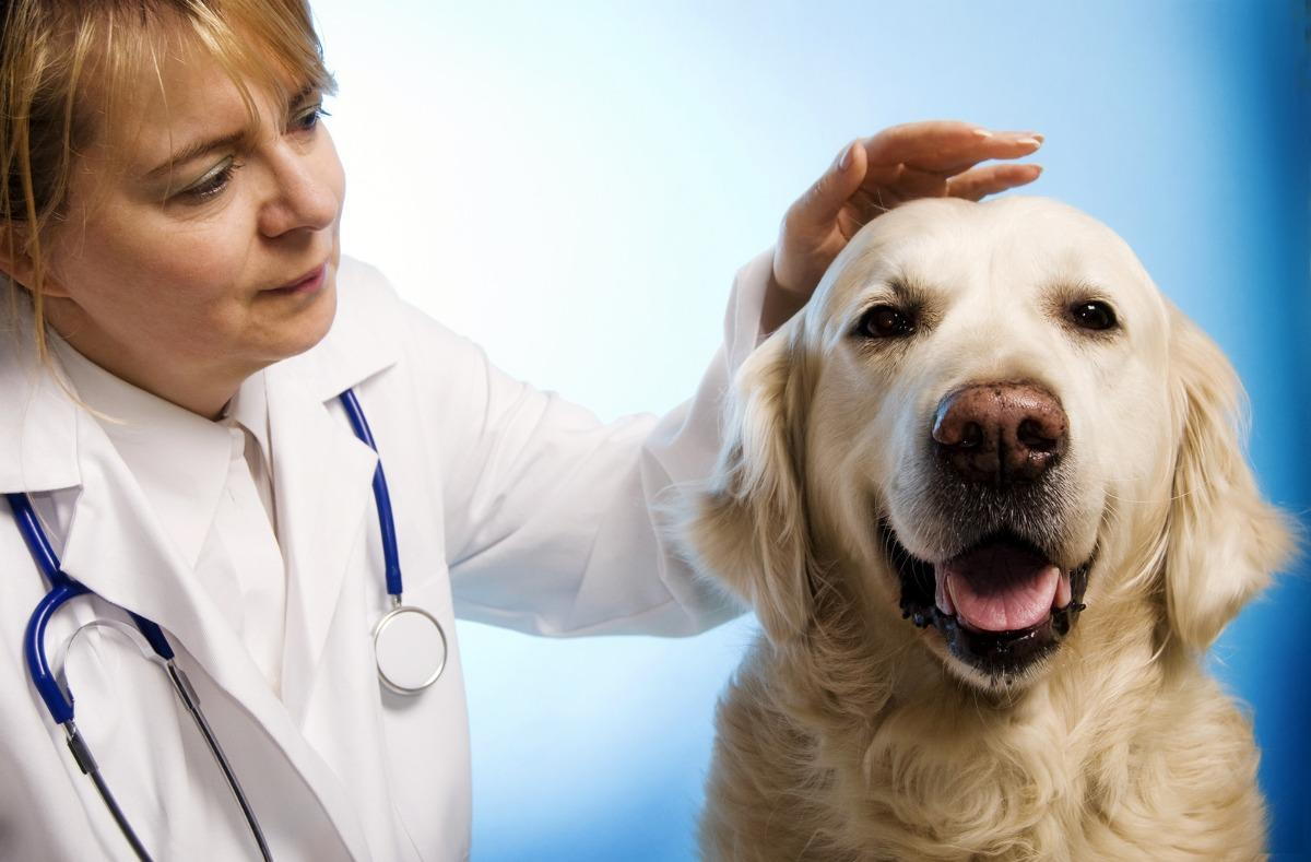 What to Expect After Orthopedic Surgery for Your Pet
