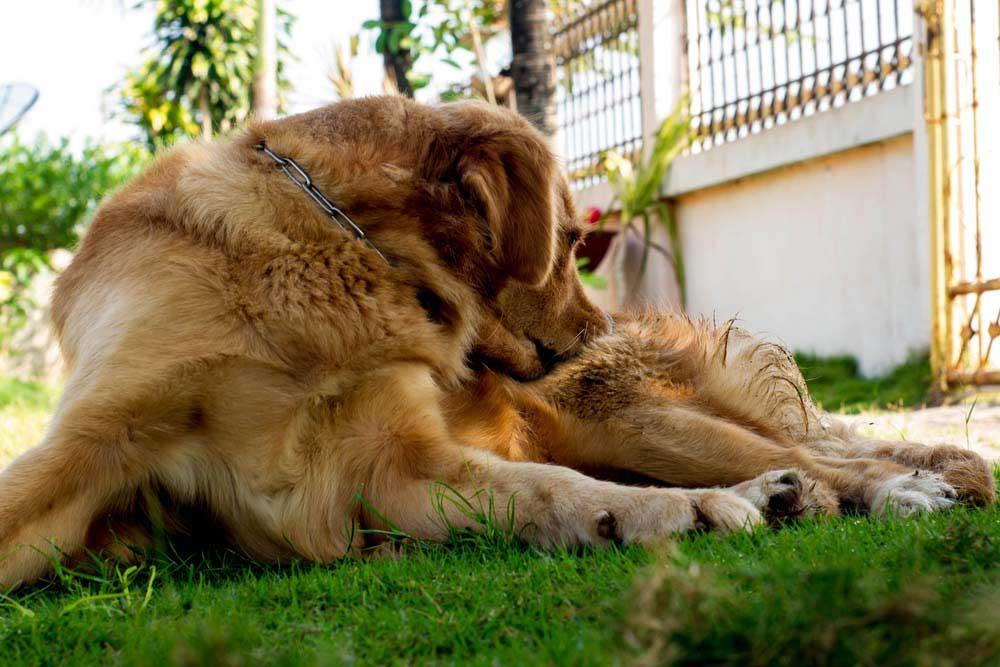 Flea & Tick Prevention