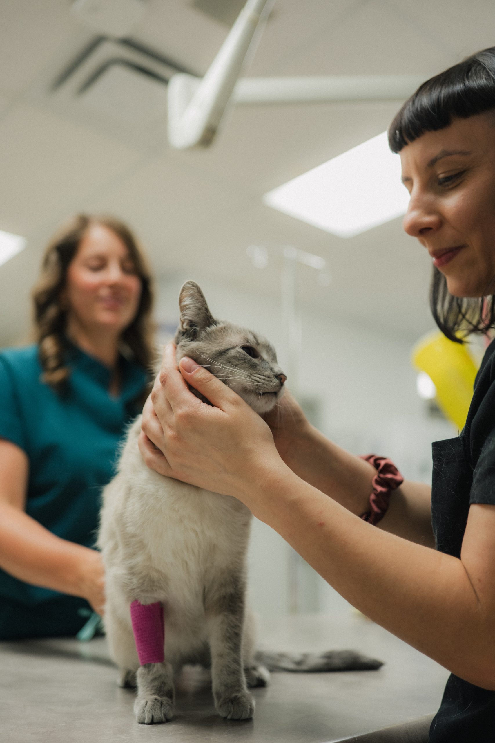 Preventive & Wellness Care